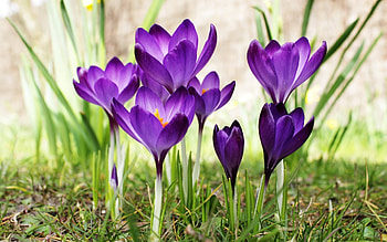 Crocuses, purple, flowers, macro HD wallpaper