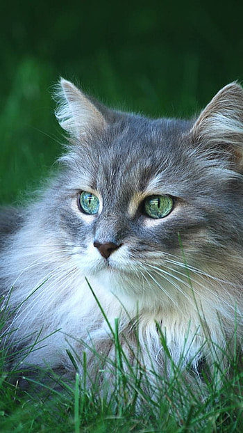 Green-Eyed Cat, green eyes, Animal, cat HD phone wallpaper