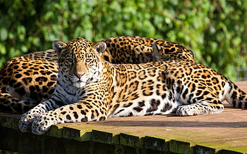 Leopard, Beauty cute amazing, Amazing leopard, Animal HD wallpaper