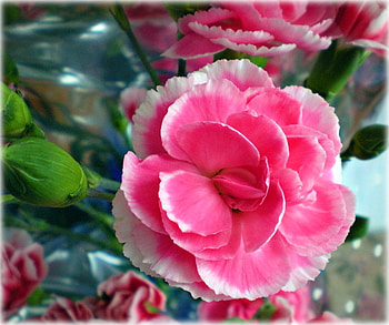 Pink Rose, rose, pink, nature, flower HD wallpaper
