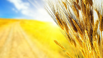 Ukraine, Top backgrounds HD wallpaper