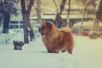 Animals, Snow, Dog, Chow Chow HD wallpaper