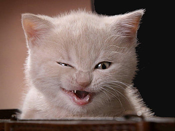 Arrrrgh Matey . . Here's Lookin' Atcha !!, kitten, white, one eye, frisky HD wallpaper