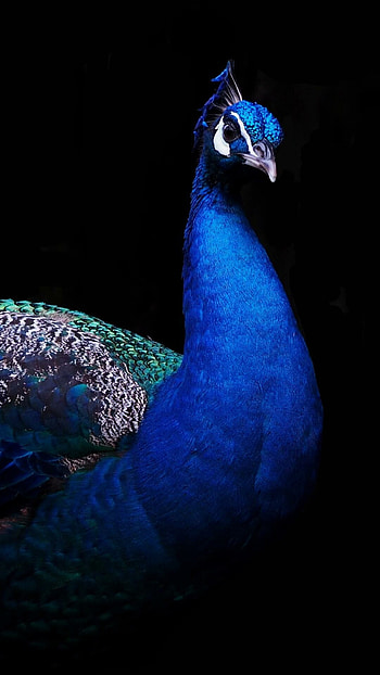 Peacock paradise , Stunning, Beauty, Nature HD phone wallpaper