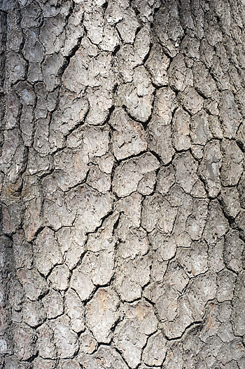 Wood, Tree, Texture, Textures, Bark HD phone wallpaper