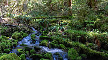 Creek in Olympic NP, Washington, landscape, trees, water, forest, stones, usa HD wallpaper