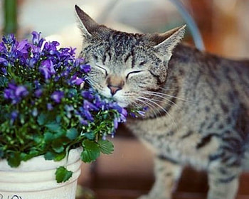 This is Good, animal, cute, cat, flowers HD wallpaper
