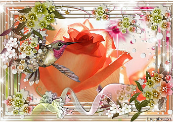 APRICOT ROSE, PRETTY, ROSE, FRAMED HD wallpaper