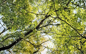 Nature, Leaves, Branches HD wallpaper