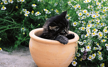 Animals, Flowers, Sit, Kitty, Kitten, Pot HD wallpaper