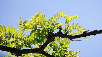 Tree branch leaves, Macro graphy, Green beauty, Nature's art HD wallpaper