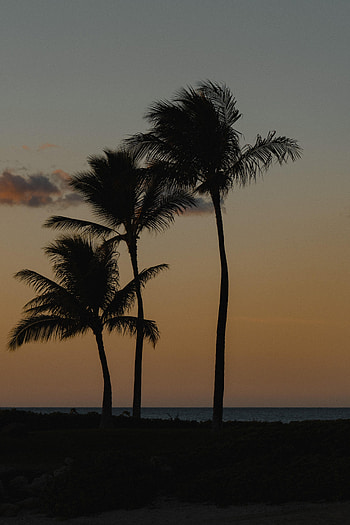 Nature, Twilight, Beach, Palms, Dusk, Evening HD phone wallpaper