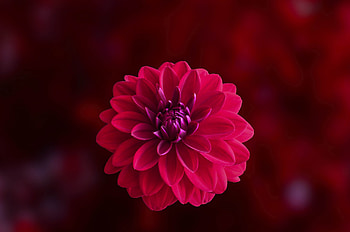 Pink, blur, portrait, Dahlia, flower HD wallpaper