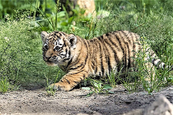 Tiger cub, animal, feline, tiger, cub HD wallpaper