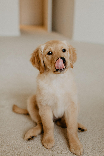 Animals, Protruding Tongue, Tongue Stuck Out, Puppy, Retriever, Golden Retriever HD phone wallpaper