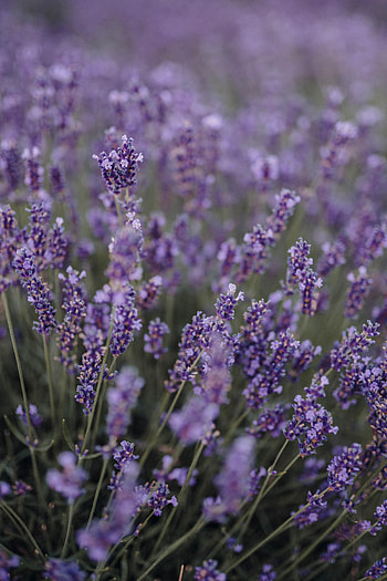 Flowers, Violet, Field, Purple, Lavender, Wildflowers HD phone wallpaper