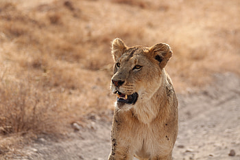 Animals, Grin, Lion, Predator, Lioness HD wallpaper
