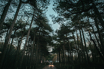 Auto, Nature, Trees, Sky, Road HD wallpaper