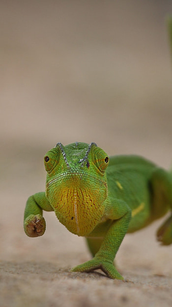 Chameleon, Green HD phone wallpaper
