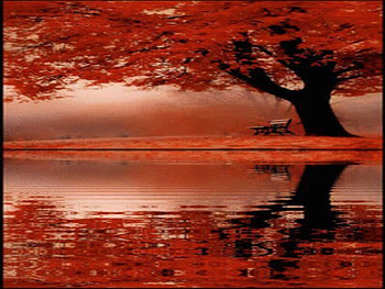 Autumn Reflection, autumn, water, lake, tree HD wallpaper