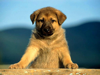 I am here, sweet, animal, dog, puppy, pet HD wallpaper