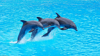 Dolphin, , Majestic underwater creatures, Peaceful habitat HD wallpaper