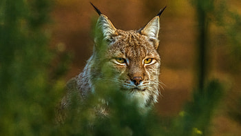 Lynx predator, Striking display, Ultra , Power in the wild HD wallpaper