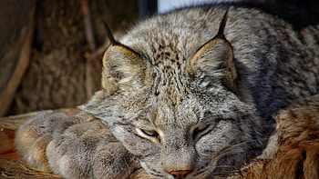 Lynx resting in the forest, the, in, Lynx, resting, forest HD wallpaper