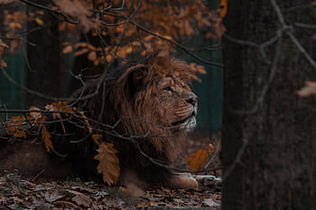 A lion lies amidst autumn leaves in a serene forest setting, showcasing nature's raw beauty. HD wallpaper