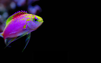 Tropical fish, Colorful , Ocean beauty, Aquatic creatures HD wallpaper