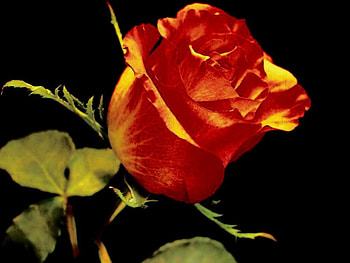 Rose, nature, flower HD wallpaper