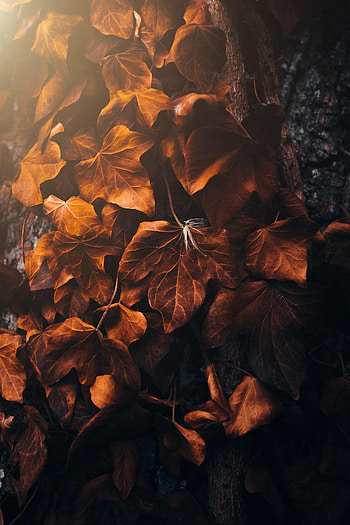 Nature, Leaves, Macro, Veins, Poplar HD phone wallpaper
