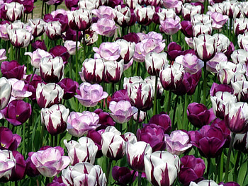 Flowers, Tulips, Greens, Flower Bed, Flowerbed, Variegated, Mottled HD wallpaper