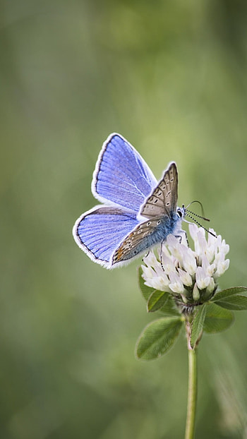 Blue Butterfly, Beautiful Lock Screen HD phone wallpaper