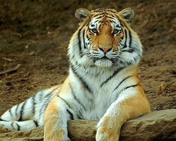 Tiger, cool, beautiful HD wallpaper