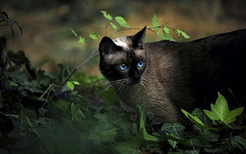 Animals, Cats HD wallpaper