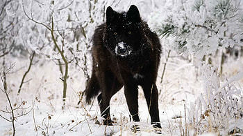 Black Wolf, winter, white, black, snow, wolf HD wallpaper