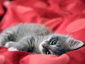 Animals, Cats HD wallpaper