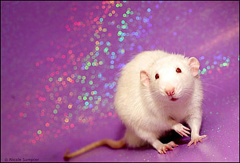 glitter bug, mouse, animals, funny, mice, cute small, nice HD wallpaper