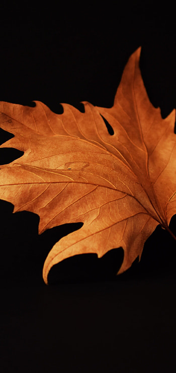 Autumn leaf on black, Mobile , Stunning backgrounds, Captivating HD phone wallpaper