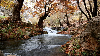 A serene autumn creek flowing through a forest in Erbil, Iraq, surrounded by vibrant fall foliage. HD wallpaper