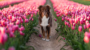 Dark Brown White Australian Shepherd Dog Is Standing In Between Pink Purple Tulip Flowers Field Dog HD wallpaper