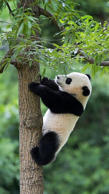 Panda, White Baby Panda HD phone wallpaper