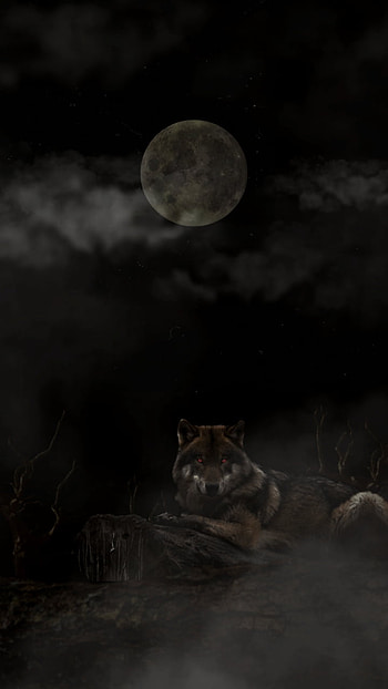 Wolf, atmosphere, sky, lobo, moon, nature, wallpeaper, night, alfa, animals, luna HD phone wallpaper