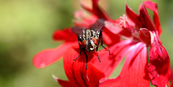 Flower, Macro, Close-Up, Insect, Fly HD wallpaper