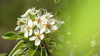 Flowers, Plant, Macro, Blur, Smooth, Bloom, Flowering HD wallpaper