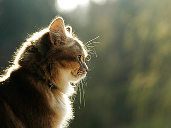 Animals, Shine, Light, Cat, Fluffy, Muzzle, Profile HD wallpaper