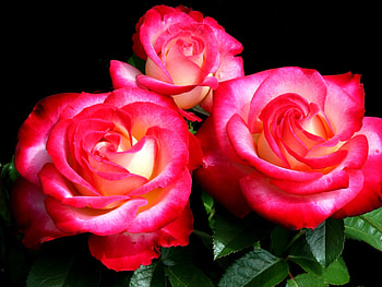 Flowers, Roses, Bright, Close-Up, Bouquet, Three HD wallpaper