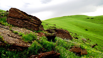 Nature, Wood, Tree, Field, Wreckage, Detritus, Meadow HD wallpaper