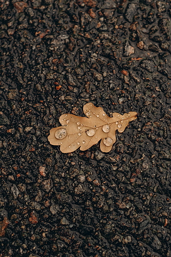 Water, Drops, Macro, Asphalt, Sheet, Leaf, Oak HD phone wallpaper